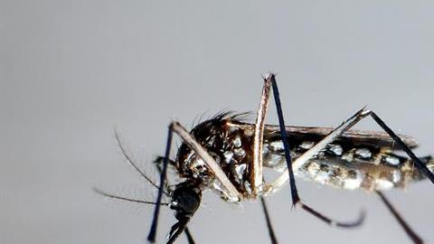 Zika