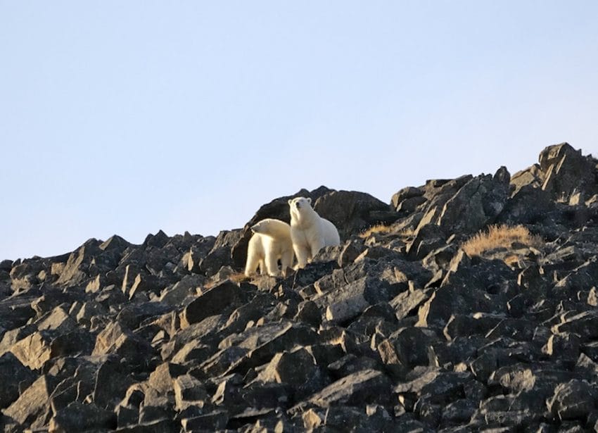 Osos polares rodean en una aldea del norte de Rusia, algunos de sus residentes se sienten amenazados