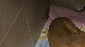 Cole asegura que su perra es su "héroe" porque le salvó la vida