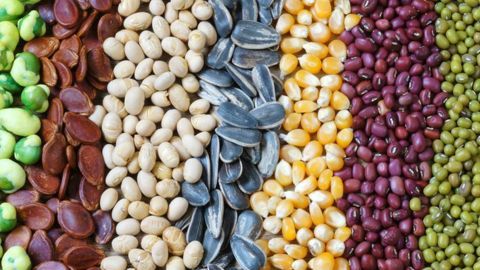 Alimentos saciedad
