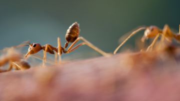 Las hormigas pueden beneficiar al ecosistema, pero también pueden constituir una peste.