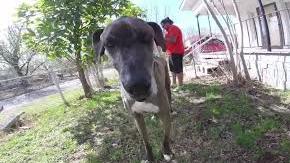 Duke es un Gran Danés que desapareció en navidad, dejando a su dueño completamente devastado.