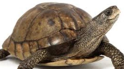 Esta tortuga fue llevada al veterinario y tuvo que ser operada.