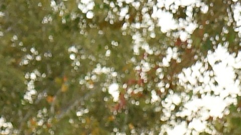 58 robles fueron plantados como homenaje a las víctimas.