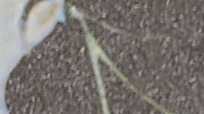 La joven actriz mexicana es una de las mujeres más sexys de Hollywood.