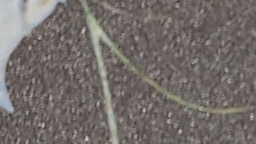 La joven actriz mexicana es una de las mujeres más sexys de Hollywood.