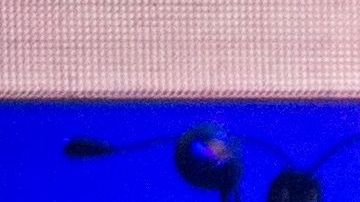 Los cinco expresidentes asistieron a un concierto benéfico por las víctimas de los huracanes