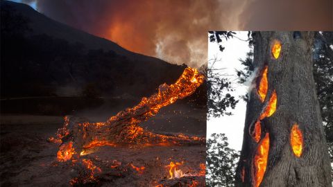 Se elevan a 40 las víctimas mortales por los incendios en California