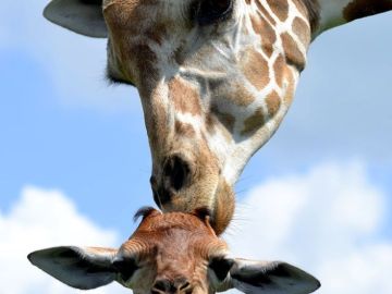 Una divertida jirafa forma parte de una original petición de matrimonio.