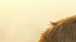 Mono consigue robar unas botellas de leche y se esconde para no ser capturado.