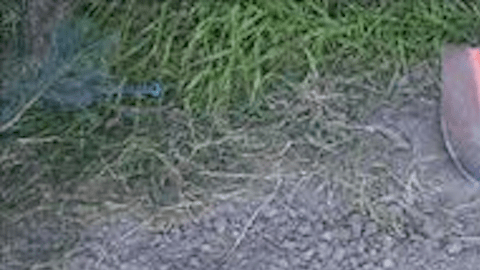 Mugsy fue atropellado y enterrado, pero nadie podía creer el final inesperado de la historia.