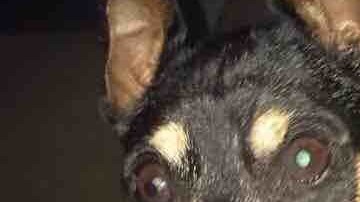 Perro enfermo es mantenido con vida por el veterinario que asegura haberlo sacrificado.