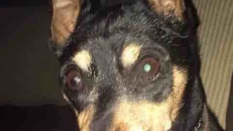Perro enfermo es mantenido con vida por el veterinario que asegura haberlo sacrificado.