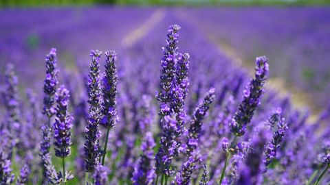 Lavanda