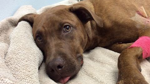 Perrita, que fue atacada por un cocodrilo tras el huracán Irma, se recupera.