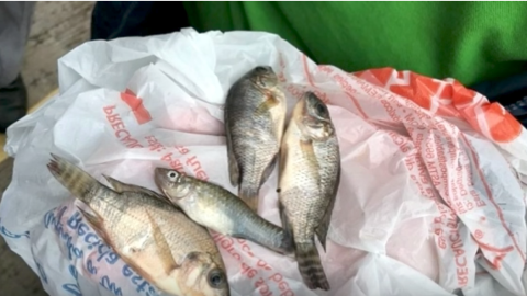 Lluvia de peces en Mexico.