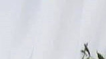 Taoufik Moalla fue sancionado por cantar en su carro.