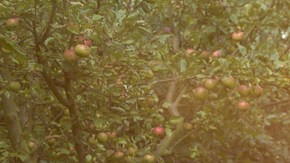 Los abuelos y otros residentes californianos pueden informarse en el sitio del Departamento de Salud Pública del estado.