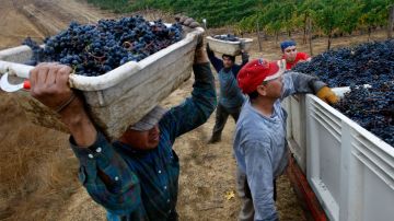 En California, los latinos representan el 71% de la fuerza laboral en los viñedos.