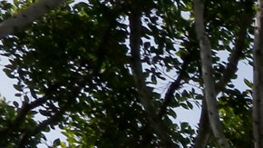 11/29/17/ LOS ANGELES/The Mexican Consulate in Los Angeles. (Photo by Aurelia Ventura/La Opinion)