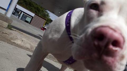 El perro esta separado porque era muy agresivo./ EFE-Archivo
