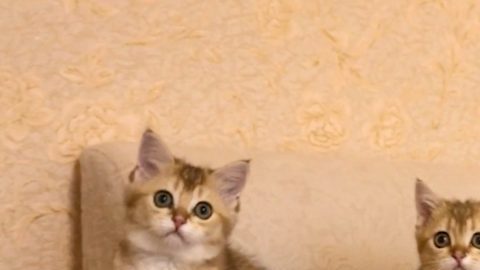 Esterilizar o castrar a tu gatito tiene beneficios para su salud.