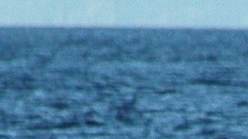 Ballena azul en los archipiélagos de la zona austral chilena.