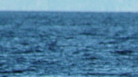 Ballena azul en los archipiélagos de la zona austral chilena.