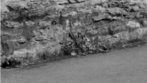 ¿Qué encontraron en ese jardín?