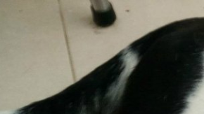 "Nube Viajera" fue el nombre de esta bella perrita.