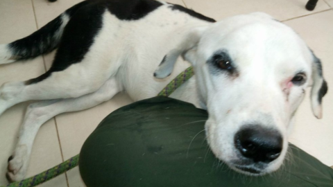 "Nube Viajera" fue el nombre de esta bella perrita.