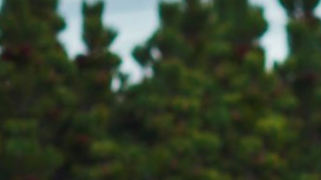 Diane Bishop tiene una nueva oportunidad.