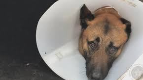 Casper recibió una bala que iba destinada para su compañero humano en el equipo de policía.