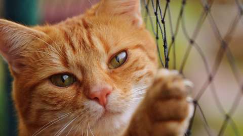 Un gato callejero sería investigado por un delito.