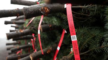 La Asociación Estadounidense del Árbol de Navidad (ACTA) estima que se venden 25-30 millones de árboles cada año.