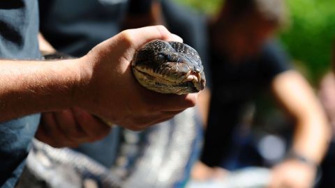 Foto ilustrativa de una serpiente pitón en el zoológico de Amneville, en Francia.