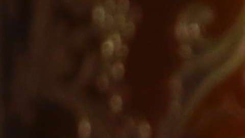 Trump agradeció a las Fuerzas Armadas por su incansable labor.