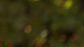 Trump agradeció a las Fuerzas Armadas por su incansable labor.