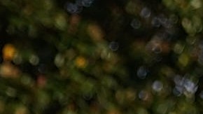 Trump no dudo en cuestionar las acusaciones contra Roy Moore