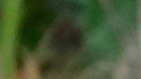 La pareja invitó al ex presidente Barack Obama y a su esposa Michelle