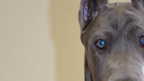 Este perro también busca estar cómodo con el resto de su familia en el sofá