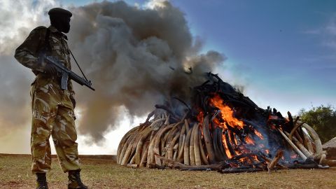 Un promedio de 30,000 elefantes son saqueados cada año en África.