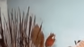 Mhoni Vidente te ayuda a entender lo que hay detrás de tus sueños.