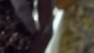 Demi-Leigh Nel-Peters