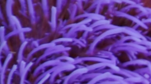 Clorofila