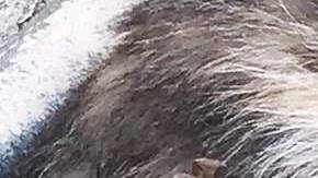 Autoridades investigan si es legal usar la trampa que atrapó al gatito.