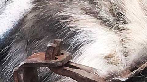 Autoridades investigan si es legal usar la trampa que atrapó al gatito.