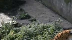 Tigre ataca a cuidadora