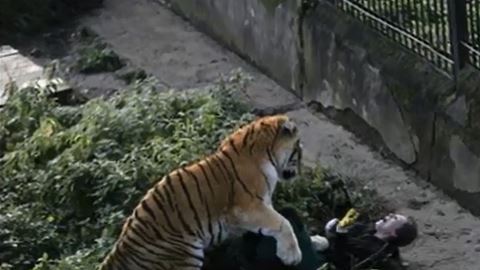 Tigre ataca a cuidadora