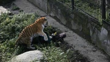 Tigre ataca a cuidadora